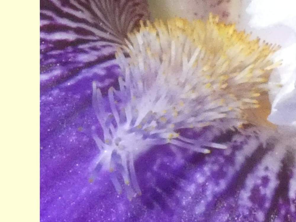 barbe de iridaceae iris barbu cv. 'world class'