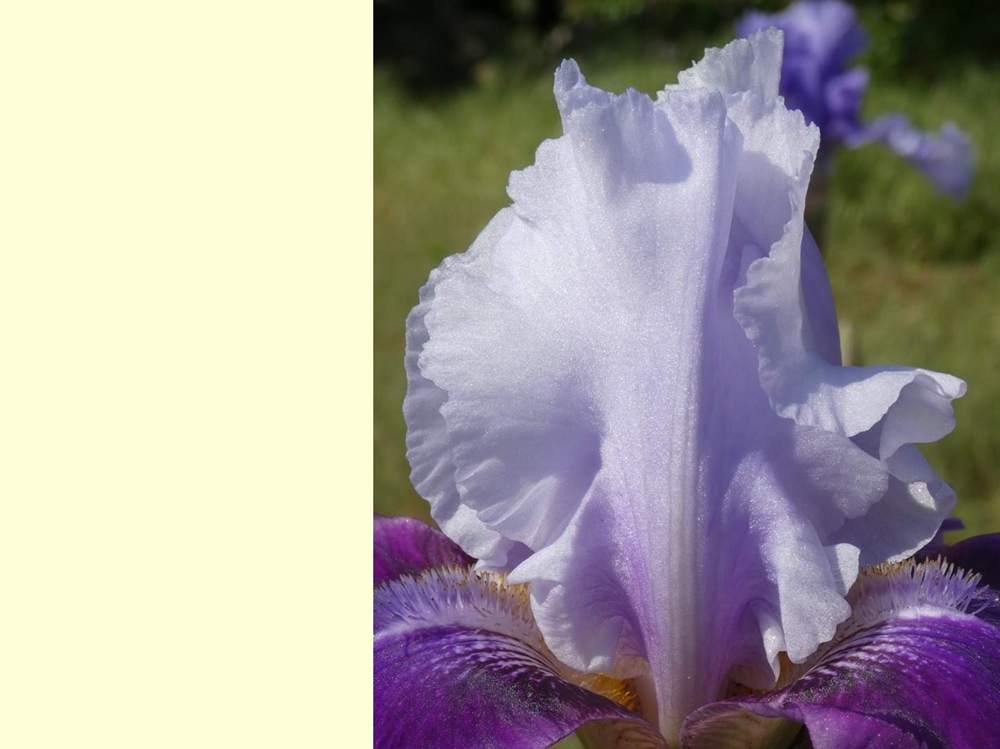 pétale de iridaceae iris barbu cv. 'world class'