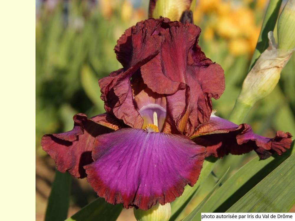 iridaceae iris barbu cv. 'xanthippe's halo'