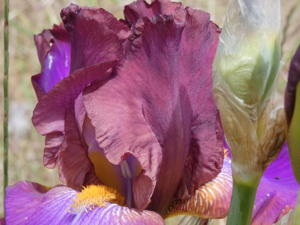 pétale de iridaceae iris barbu cv. 'xanthippe's halo'