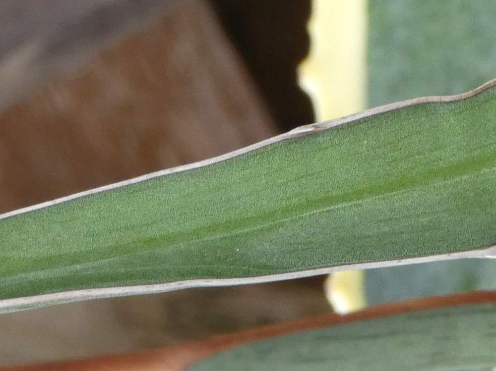 marge de agavaceae agave xylonacantha