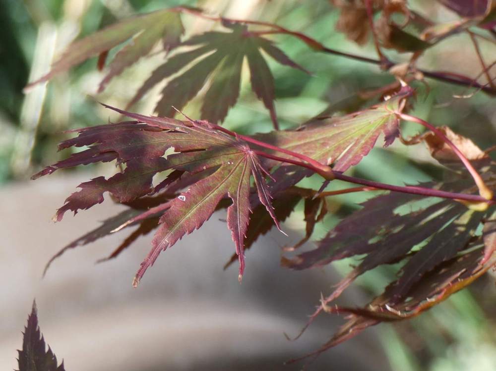 été de aceraceae acer shirasawanum cv. 'yasemin'