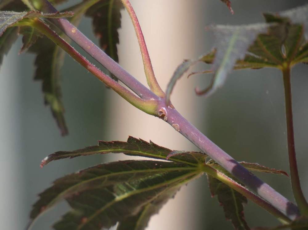jeune bois de aceraceae acer shirasawanum cv. 'yasemin'
