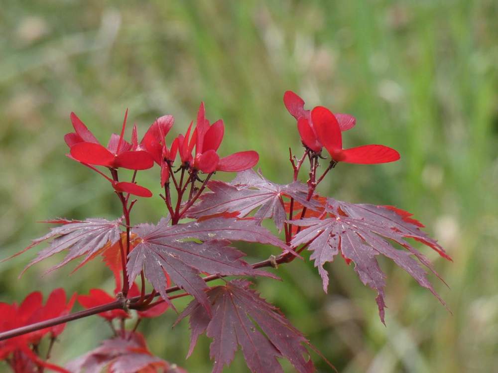samare de aceraceae acer shirasawanum cv. 'yasemin'