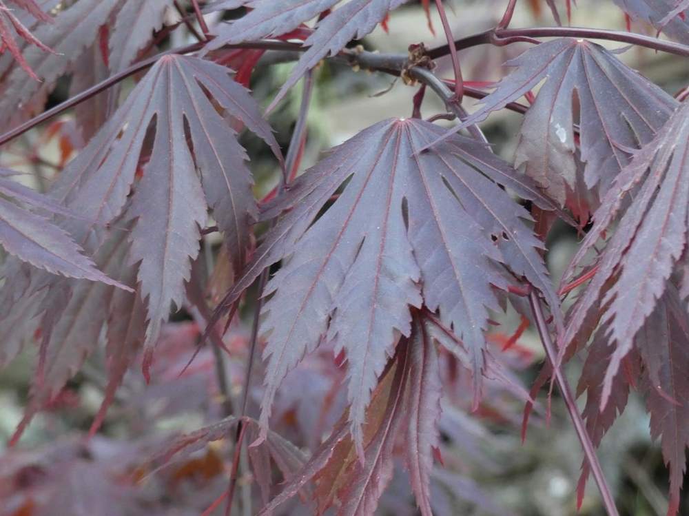 printemps de aceraceae acer shirasawanum cv. 'yasemin'