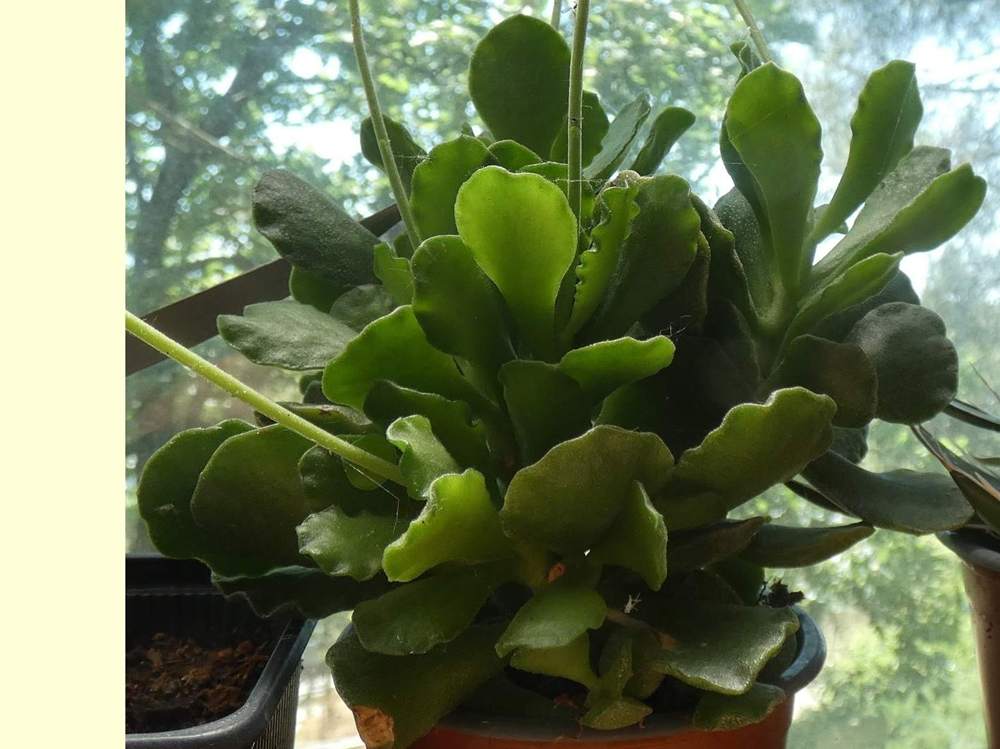 crassulaceae adromischus cristatus var. zeyheri