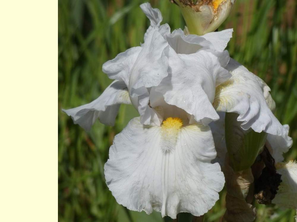iridaceae iris barbu cv. 'zurich'