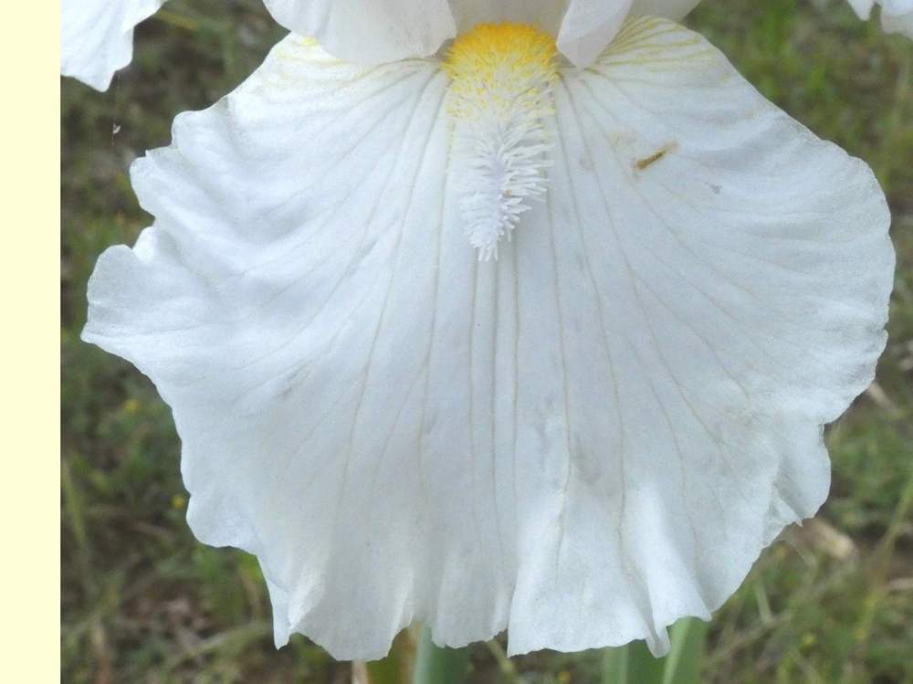 sépale de iridaceae iris barbu cv. 'zurich'